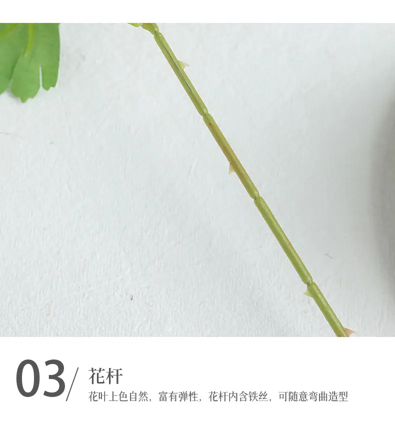 言且单头金盏菊_15.jpg