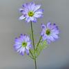 Flor de Simulação Flor de Casamento Crisântemo de Verão de Três Cabeças Margarida Camomila Buquê Falso Senso Avançado Buquê de Simulação Flor Pequena