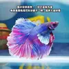 Pez Betta Tailandés, Estilo Hada Blanco Puro Media Luna, Súper Hermoso, Pez Ornamental Popular Pequeño de Agua Dulce Tropical de Agua Fría, Fácil de Cuidar y Resistente
