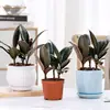 Planta de Caucho Black Diamond en Maceta para Uso en Interiores y Exteriores, Planta Verde para Purificación del Aire, Planta en Maceta para Escritorio de Oficina, Planta Verde de Cuatro Estaciones