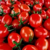 Tomates Cereja 2,5kg Tomates Pequenos Frescos para Comer na Época Atacado Tomates Milênio 1,0kg Outros