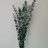 Flores de Caña Secas Ins Estilo Nórdico Flores Eternas Hierba de la Pampa Amazon Venta Caliente al por Mayor Ramo de Flores Estilo Ins Plantas