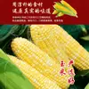Stock Listo del Fabricante 298g Fideos de Maíz Vermicelli Sabor Longkou Se Venderán en Compra Grupal y al por Mayor Batata Hecho a Mano Sabor Hunan