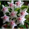 Muda de Orquídea Phalaenopsis em Vaso Planta Verde Clorofito Planta de Casa Florindo Todas as Estações Sempre Verde Interior Trepadeira Perfumada