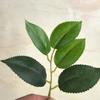 Hoja de tela adhesiva de cinco piezas planta de simulación hojas de té de simulación diy estilo Mori sensación en la mano hoja Accesorios Al por mayor