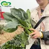 Semillas de Espinaca Pioneer Verde Oscuro Huerto Familiar Híbrido Maduración Media-Temprana Hojas Verde Oscuro Gruesas Semillas de Espinaca para Verdura