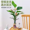 Planta de Ave del Paraíso Hidropónica en Maceta para Escritorio, Estilo Nórdico, Planta de Interior Perenne, Hojas Grandes, Cultivada en Agua, Tolera la Sombra, para Sala de Estar