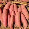 Batatas Doces Vermelho Castanho Recém-Colhidas 5kg Batatas Doces Sazonais com Corações de Açúcar, Batatas Doces Vermelho Melancia de Solo Arenoso, 5 Batatas Doces Defumadas