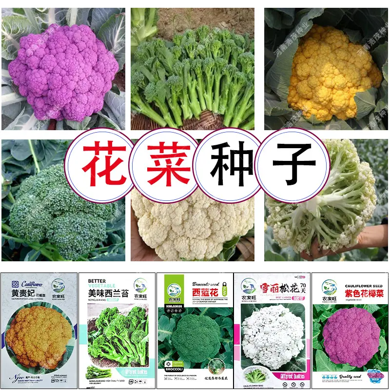 花菜类主图１