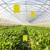 Amazon Tablero Adhesivo para Insectos Amarillo Adhesivo para Insectos Amarillo Tablero de Doble Cara Trampa para Moscas Tablero para Moscas de la Fruta Tablero Trampa para Insectos Venta al por Mayor Personalizado Adhesivo Mosquito