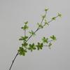 Taobao Tmall suministro al por mayor tienda para el hogar ingeniería árbol hojas decorativas simulación reloj colgante hojas caballo borracho Madera multi-hoja plantas verdes