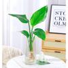 Strelitzia Reginae Planta Verde para Sala de Estar Planta Hidropónica Ave del Paraíso en Maceta Interior Fácil de Cultivar Escritorio Tolerante a la Sombra Cuatro Estaciones Florales Cultivados en Agua