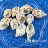 Concha Caracol Dongfeng Materiales de Producción para Manualidades DIY Pegamento Recipiente Productos Marinos DIY