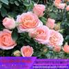 Dropshipping de mudas de rosas, plantas verdes em vasos, mudas com flores o ano todo, plantas verdes para pátio, flor de rosa, sol de rosa