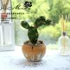 Suculenta Cactus de Espuma DIY Micro Paisaje Planta Tropical Decoración de Pared Flor Falsa Envío Directo Flor Artificial