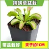 Las plantas carnívoras en maceta son plantas verdes perennes que atrapan y comen insectos, repelen mosquitos y son fáciles de mantener en balcones y en interiores.. Son flores resistentes al calor