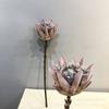 Plantação de cabelo artificial de flores artificiais secas estilo europeu, flores reais, decoração de flores falsas, modelo de sala, adereços de fotografia, decoração suave