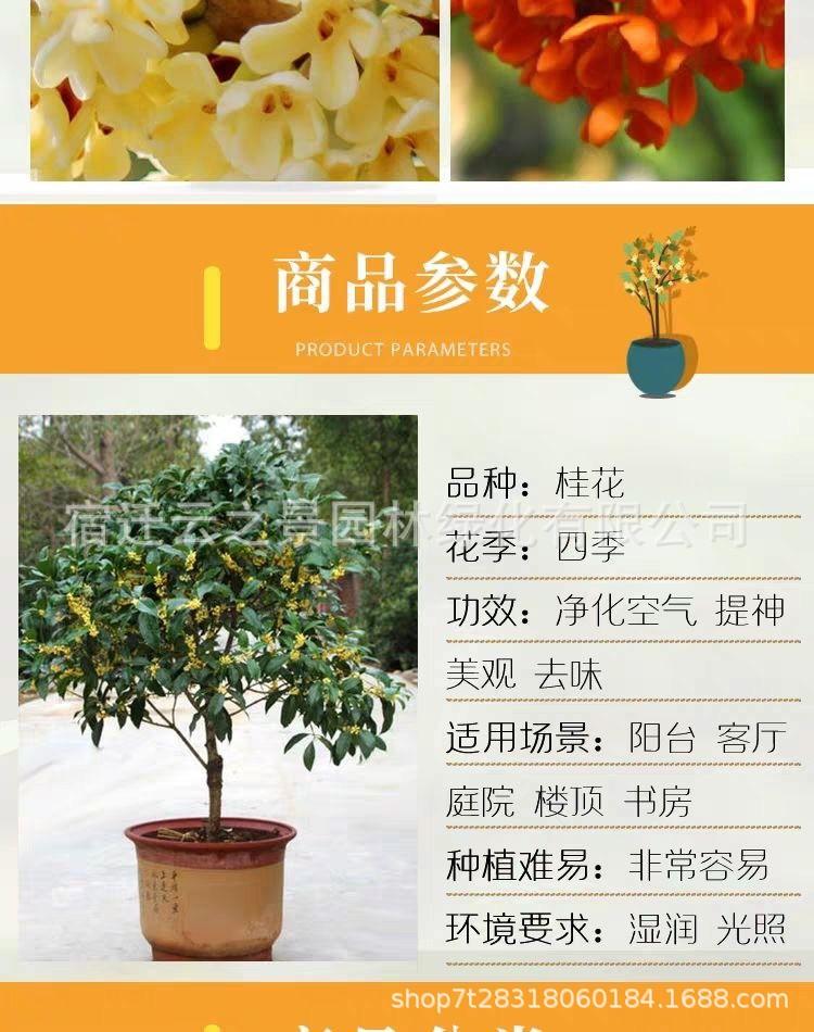 桂花详细3.jpg