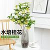 Osmanthus hidropónico con capullos, plántulas florecientes, florales recién cortados, florales en maceta, florales de escritorio para interior y plantas verdes que son fáciles de alimentar