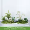 Paisagismo com Plantas Verdes Interior Debaixo da Escada Planta Artificial Planta em Vaso Cenário Empilhado Samambaia Paisagem Persa Decoração Ornamento de Chão
