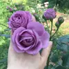 Plántulas de Rosas Azules Micro Flor de Rosa de una Sola Pieza Envío Directo Arbusto en Maceta Rosa Azul-Morado Multibrotes Abundantes Flores Semilleros Floreciendo en Todas las Estaciones