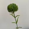 Piedra Simulada Bambú Flor Simulada Gama Alta Realista Colorida Caucho Suave Bola de Pelo Verde Bosque Arreglo Floral de Boda Transfronterizo Se Puede Enviar en Nombre de Otros