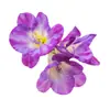 Bulbos de Alyssum Importados, Fresias en Maceta para Interiores y Exteriores, Flores Perennes de Cuatro Estaciones, Plantas con Flor Fáciles de Cultivar