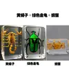 Especímenes Reales de Insectos en Resina Transparente, Pequeños Adornos Creativos para Enseñanza y Observación en Jardín de Infancia, Escorpiones, Arañas, Escarabajos