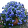 Una generación de plántulas en maceta de copo de nieve azul cuatro estaciones abierto patio balcón alféizar enredadera trepadora puede colgar flores y plantas verdes