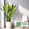 Orquídea Tigre com Borda Dourada Planta Verde em Vaso Suculenta Grande para Interior Fácil de Cuidar Todas as Estações Sala de Estar Absorvedora de Formaldeído Planta Grande em Vaso