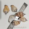 Concha Galvanizada DIY Jóias Acessórios Brincos Pingente Pingente Criativo Feito à Mão Natural Shell