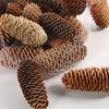 Pino Piña de Pino Piña Decoraciones Navideñas Accesorios para Fotografía Flores Secas Materiales para Manualidades Adornos Naturales Hechos a Mano Estilo Bosque