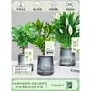 Árbol del Dinero Maceta Flores, Sala de Estar, Casa Próspera, Plantas Verdes, Fácil de Cultivar en Todas las Estaciones, Árbol del Dinero, Plantas Hidropónicas de Escritorio para Oficina