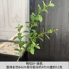 Plantas verdes artificiais estilo floresta, folhas de goji berry, fundo de casamento, adereços de casamento, arranjos florais e paisagismo decorativo - atacado do fabricante