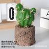 Simulação novo cacto em vaso nórdico ins verde planta sala de estar decoração de casa bonsai simulação planta atacado