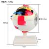 Modelo de globo ocular humano J33205 modelo anatómico de globo ocular 6 veces más grande desmontable equipo modelo biológico de globo ocular