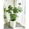 Planta Verde Grande en una Maceta de Madera de Pata de Pato, Adecuada para Sala de Estar y Oficina, Fácil de Cuidar en Todas las Estaciones, También Adecuada para Dormitorio