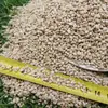 Granulado de mazorca de maíz seca libre de polvo en stock al por mayor para absorción de orina y desodorización, lecho para hámsteres, pollos rutinarios y otras mascotas