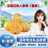 Pepino Yunnan Shilin (Fruta Redonda) Selecionado Cuidadosamente Compra no Atacado Fruta Média/Grande / Caixa Colorida Fruta Fresca