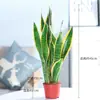 Tillandsia em Vaso, Planta Verde Hidropônica Suculenta, Fácil de Cuidar em Ambientes Internos, Escritório, Sempre Verde o Ano Todo