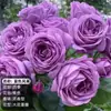 Planta de Maceta Balcón de Jugo Rosa con Flores y Capullos para Balcón y Jardín, Planta de Floración Grande, Planta de Rosa de Floración Reblooming