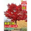 Vivero de arces rojos japoneses para dropshipping, árbol enano rojo de cuatro estaciones, árbol paisajístico Princesa Danza Roja, resistente al frío para exteriores para villas