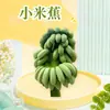 Guangxi prohíbe la venta de plátanos verdes. Se ofrecen plantas enteras con tallo para entrega como plantas en maceta o hidropónicas, fruta fresca de temporada