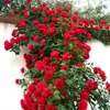 Una Sola Planta de Rosas con Flores Grandes y Capullos, Adecuada para Uso en Interiores y Exteriores, Se Puede Enviar