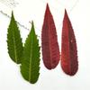 Espécime de planta de folha de tocha, espécime de folha real, gel que cai, concha de telefone celular, flor seca, flor em relevo, marcador de página, adesivo de abajur
