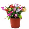 Orquídea Garra de Caranguejo Multicor em Vaso Quatro Estações Classe Doméstica Floração Dupla Mesa de Escritório Varanda Pátio Suculentas Plantas Verdes