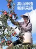 Yunnan Zhaotong Cidade Doce de Rocha Coração Maçã Feia 2001 Fresca Caixa Inteira Colhida Frescamente Enviada Presente Naturalmente Madura China