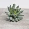 Venda Quente Transfronteiriça Cabeça de Flor Suculenta Simulada DIY Planta Flor Artificial Criativa Estilosa Planta Verde Decoração de Casa Fabricante da Fonte