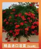 Mudas de Flor de Lingxiao, Plantas Trepadeiras, Fáceis de Cuidar o Ano Todo, Floração, Resistentes ao Frio e ao Calor, Mudas de Flor de Fogos de Artifício, Plantas para Varanda e Jardim, Lingxiao