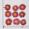 Margaret Daisy Flores Secas em Relevo Baffled Flower Adesivo Artesanal Material para Atacado Bolsa Flor Flores